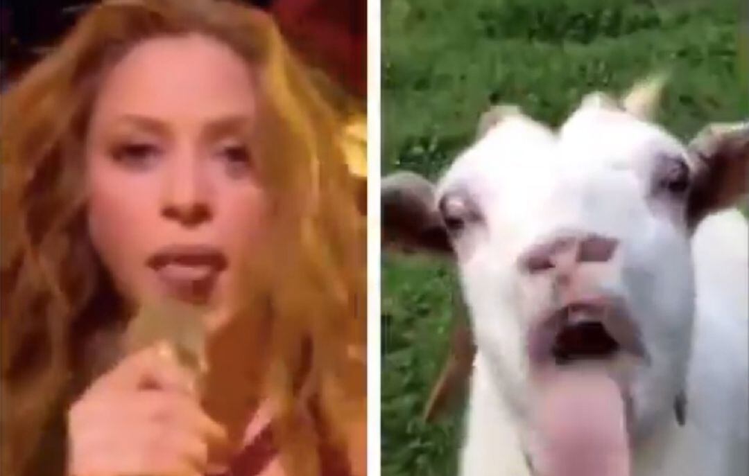 Shakira ha sido comparada con la mítica cabra que triunfaba hace años en Internet.