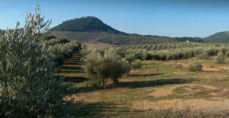 Campo con olivos de la provincia de Jaén.