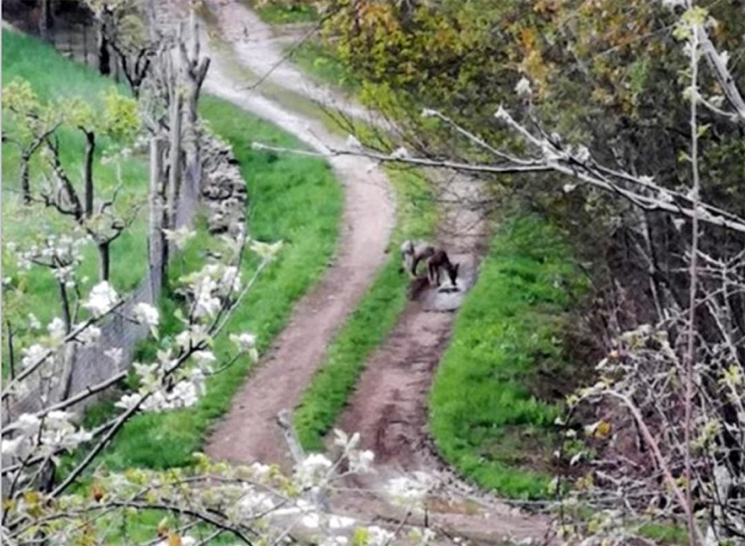 El lobo en el acceso a una de las poblaciones