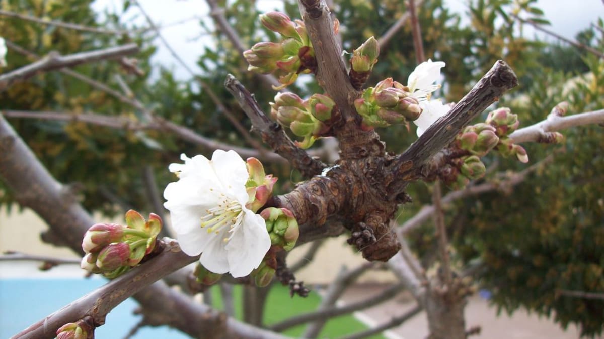 Comienzan a florecer "timidamente" los cerezos del Valle del Jerte