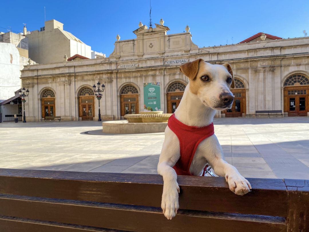 El popular perro Pipper en Castellón