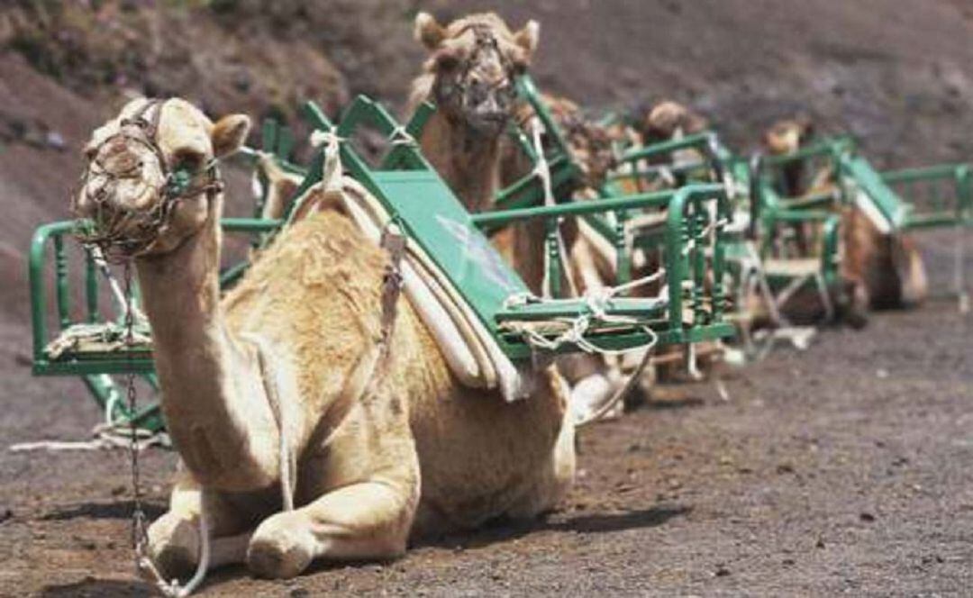 Parada de los camellos en Timanfaya, Lanzarote.