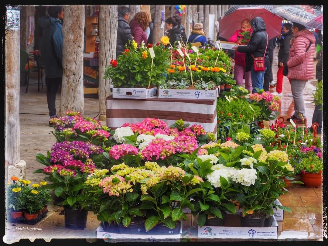 Nueva edición del Mercado de la Flor de Ampudia (Palencia) marcado por la lluvia