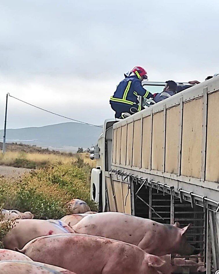 Vuelca un camión cargado de cerdos en la carretera de la Zarcilla de Ramos