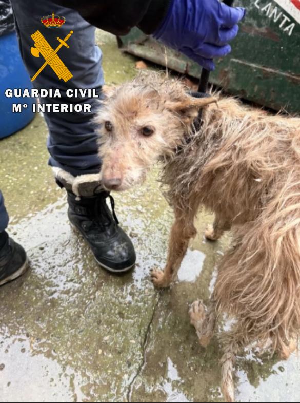 La actuación se inició tras la recepción en el Equipo de SEPRONA de Navarra de varios pasaportes identificativos caninos, incautados en Cogollos (Burgos)