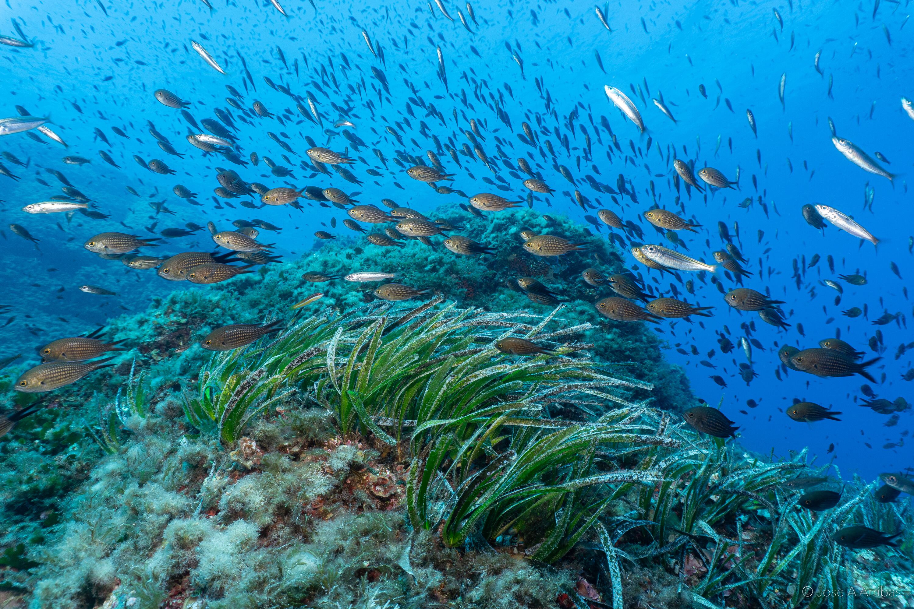 Imagen del fondo marino de es Freus