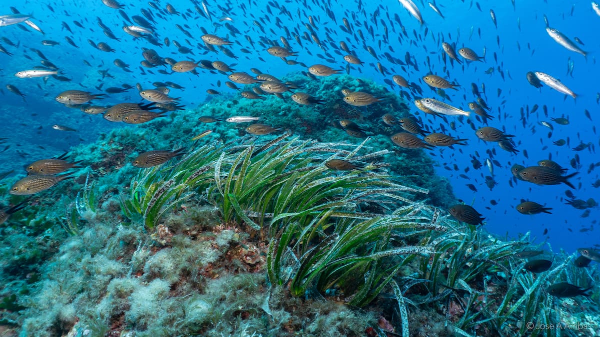 Sale a información pública la ampliación de la Reserva Marina de es Freus