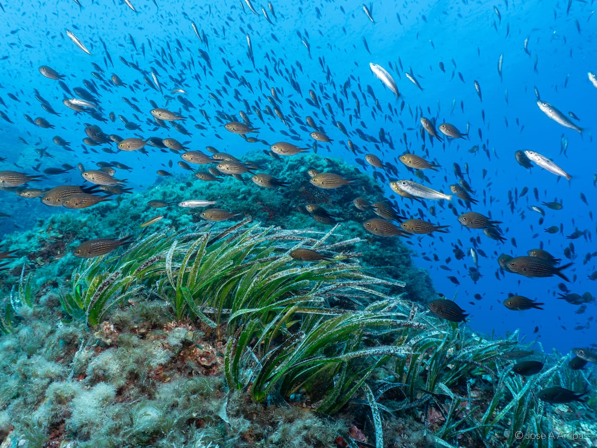 Sale a información pública la ampliación de la Reserva Marina de es Freus