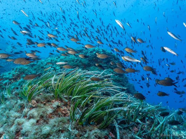 Imagen del fondo marino de es Freus