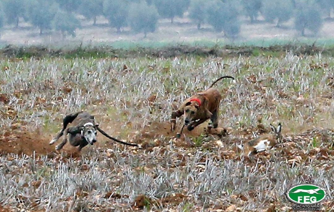 Las carreras de galgos podrían repetirse en la zona de Medina del Campo durante el Campeonato