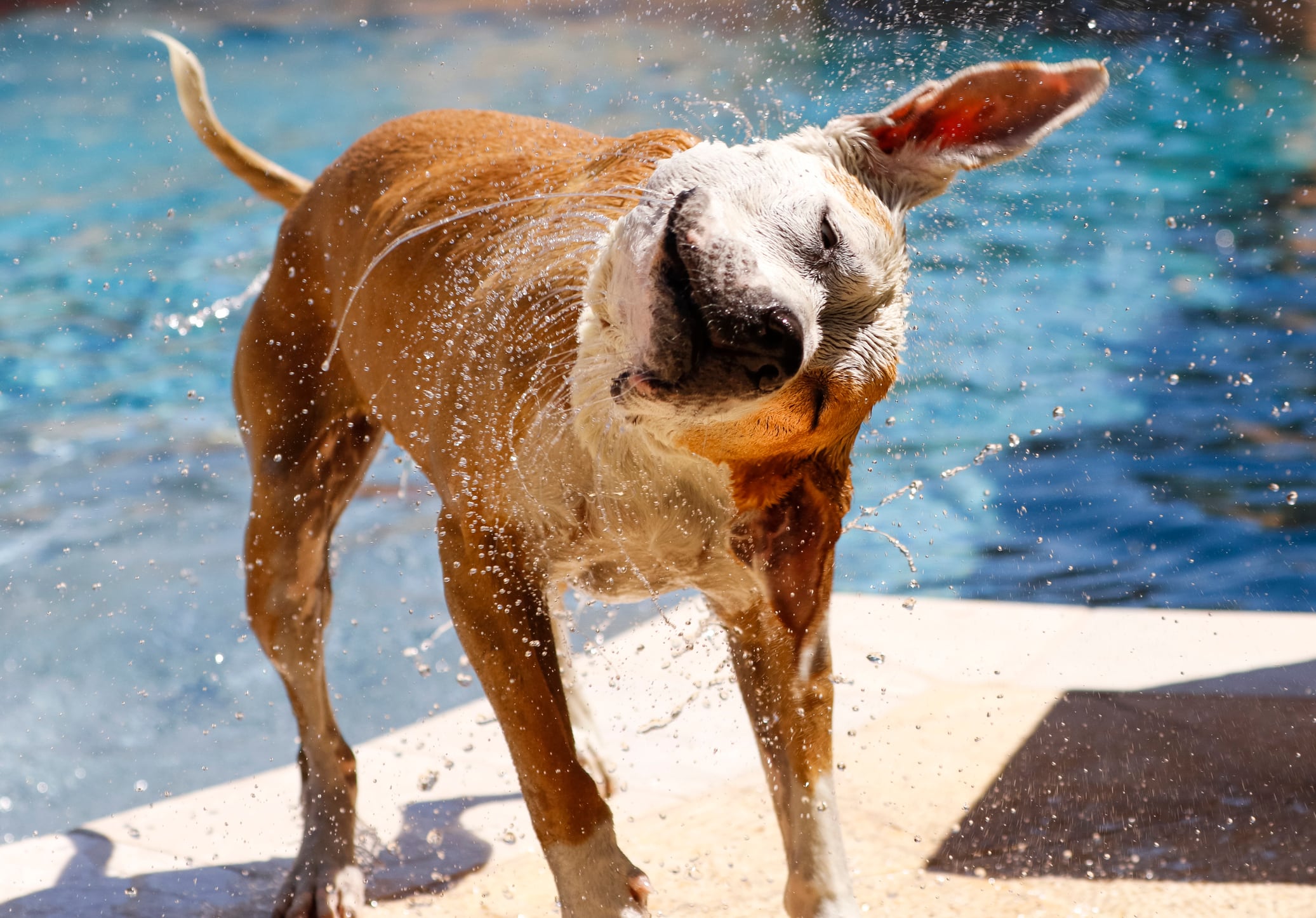 Un perro sacudiéndose el agua tras un baño