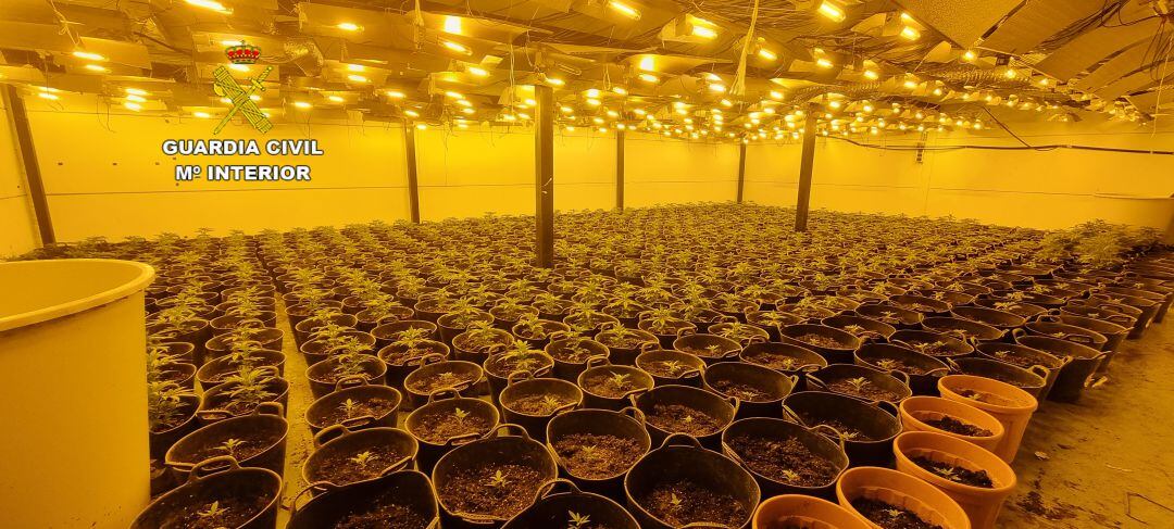 Detenido un hombre por presuntamente tener una plantación de más de 660 plantas de marihuana