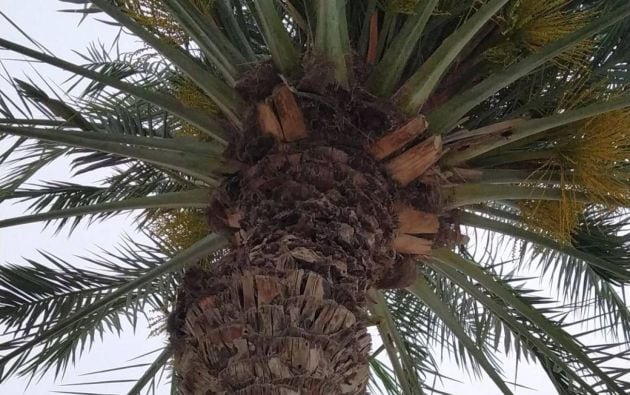 Encuentra al loro escondido.