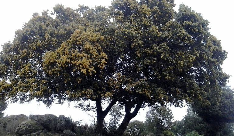 Un paseo por el Parque Natural de la Tejera Negra