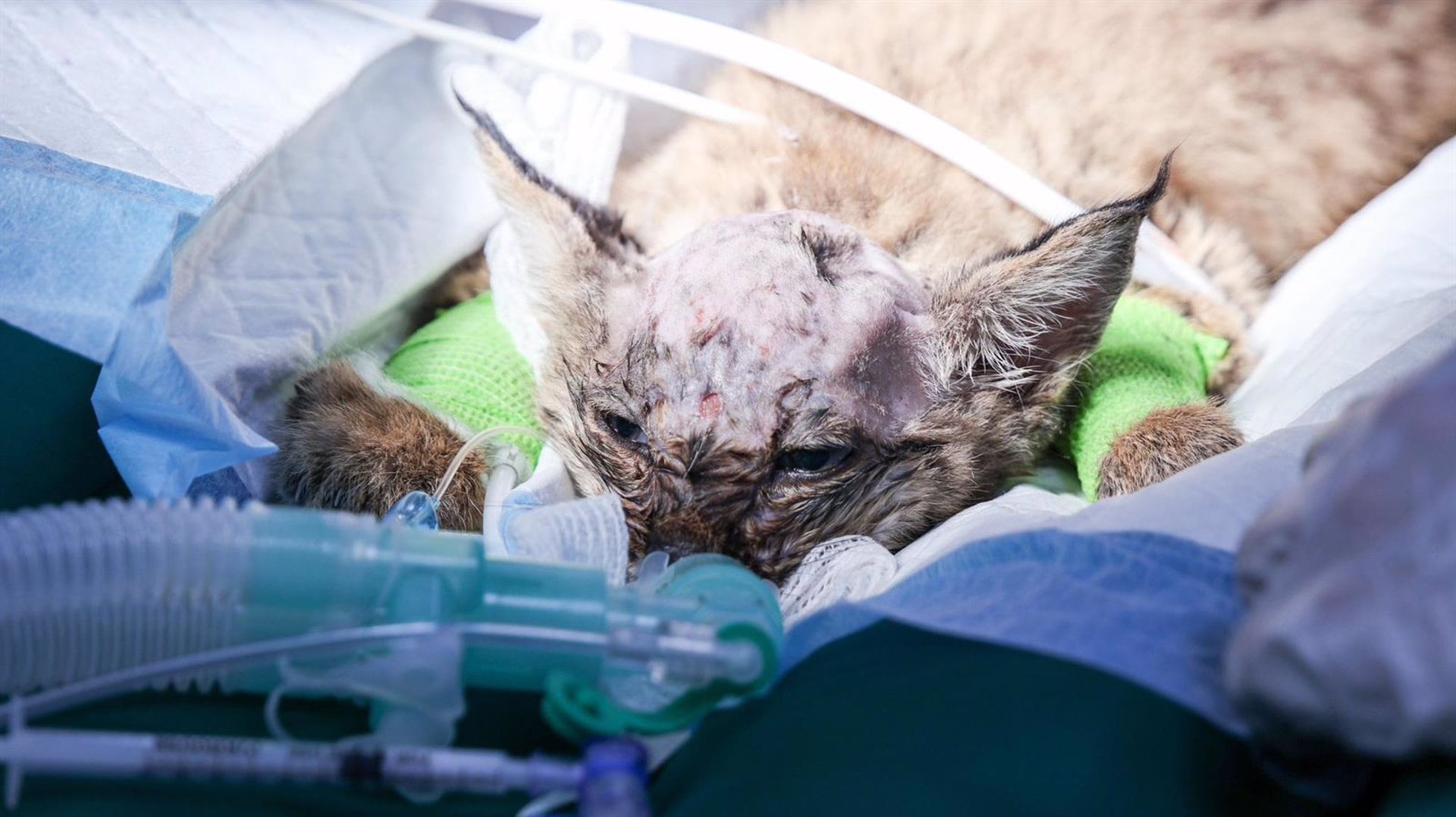 El cachorro de lince durante la intervención quirúrgica para colocar la prótesis en el cráneo