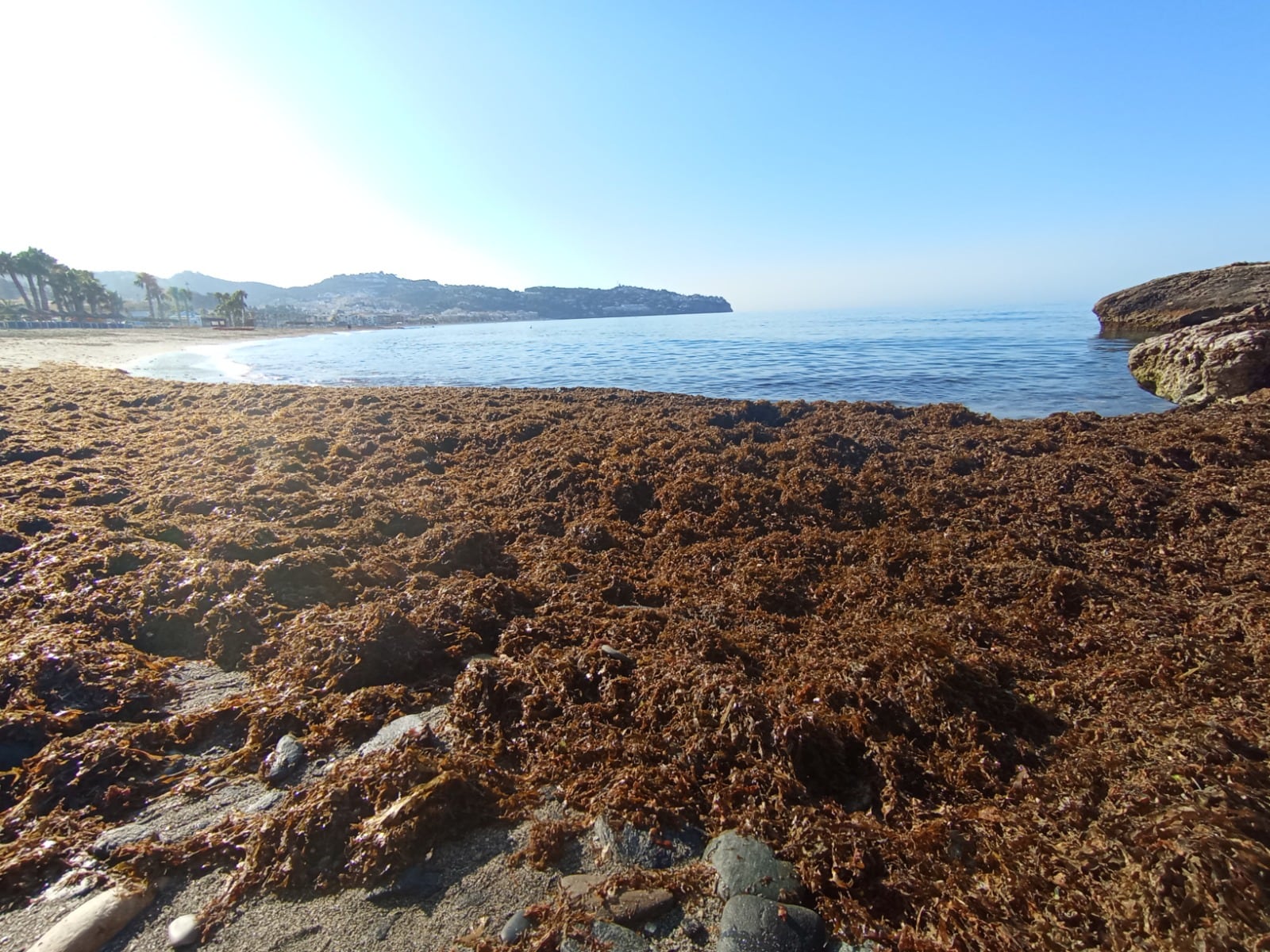 Algas asiáticas en una playa de Andalucía