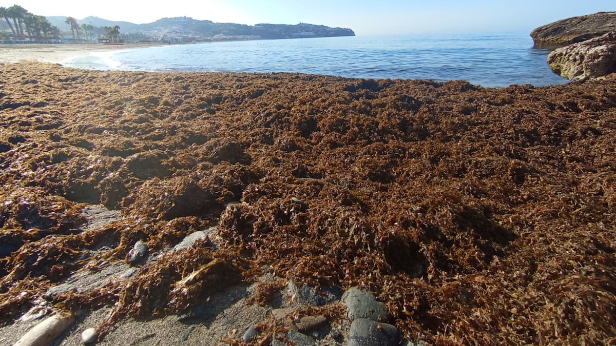 "La invasión es devastadora" D León, Hombre y Territorio
