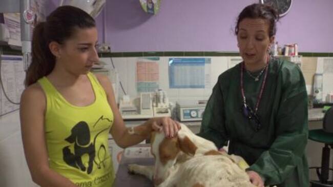 Luz se recupera en la clinica veterinaria ANIMALIA a la espera de poder ser operada por Raquel Villarejo