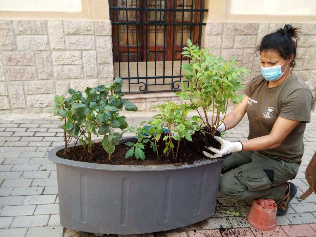 Trabajos de jardinería en Tavernes 