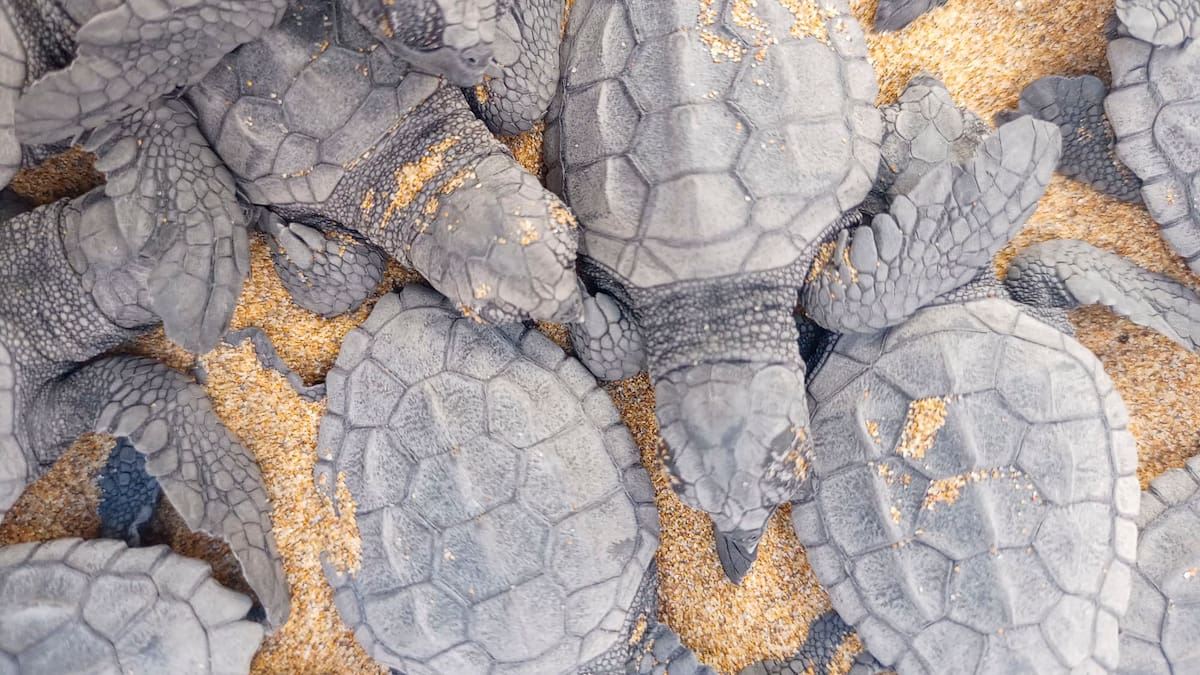 Entrevista María José Gens veterinaria y técniico de la Consejería de Medio Ambiente