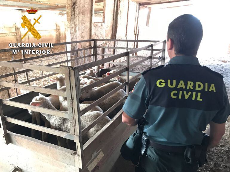 Fotografía del ganado. Guardia Civil.