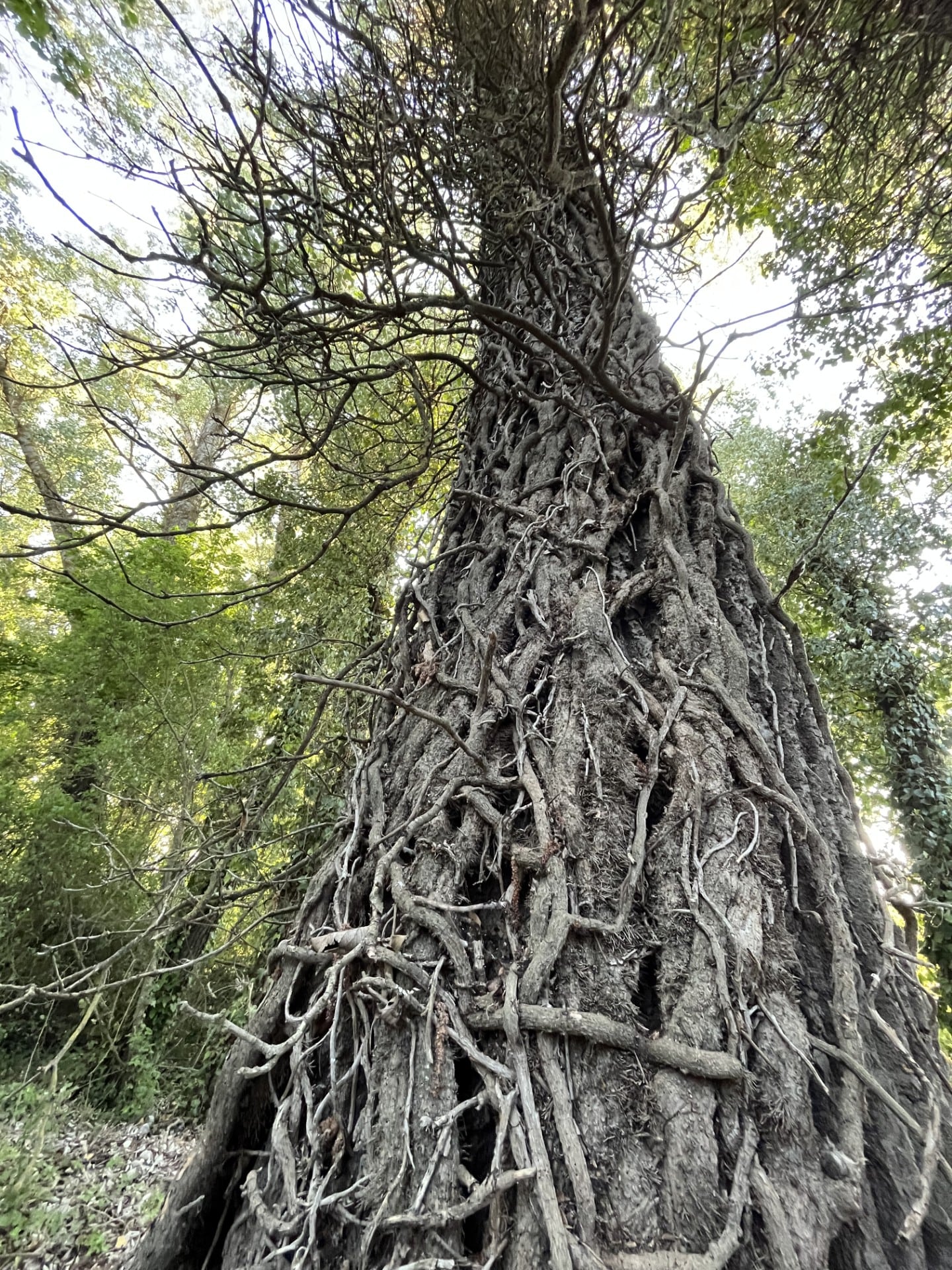 Bosque Encantado en Valoria del Alcor