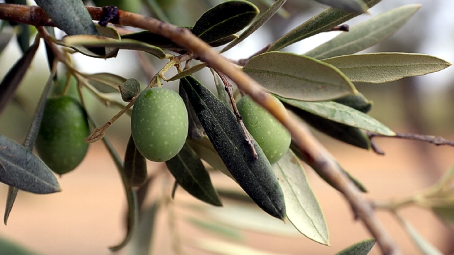 Previsiones de la campaña de aceituna de 2025