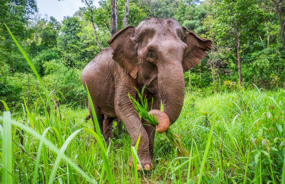 Un elefante asiático causa la muerte de 16 personas en la India.