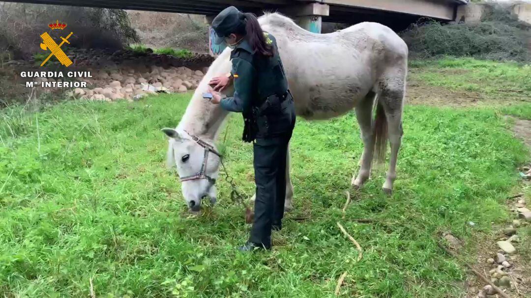 Caballo encontrado por efectivos de la Guardia Civil.