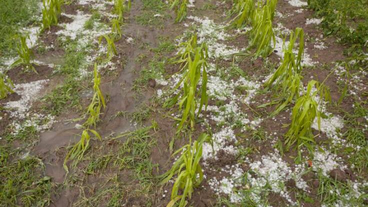 Entrevista a Miguel Padilla (COAG) en Hoy por Hoy (07:50 horas)