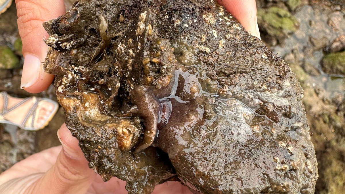 Juan Trigo sobre la planaria: "Estamos cansados de que las administraciones no se tomen enserio estas especies exóticas"