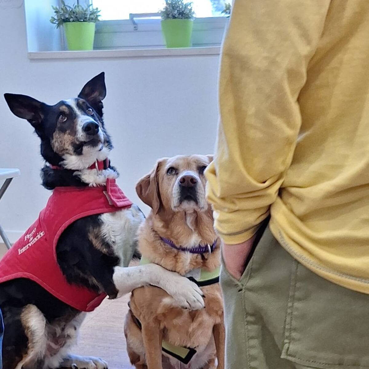 Terapia canina para aliviar el cáncer infantil en el Materno de Málaga