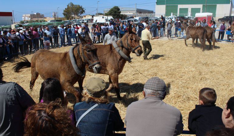 Feria Ganado Tarambana.