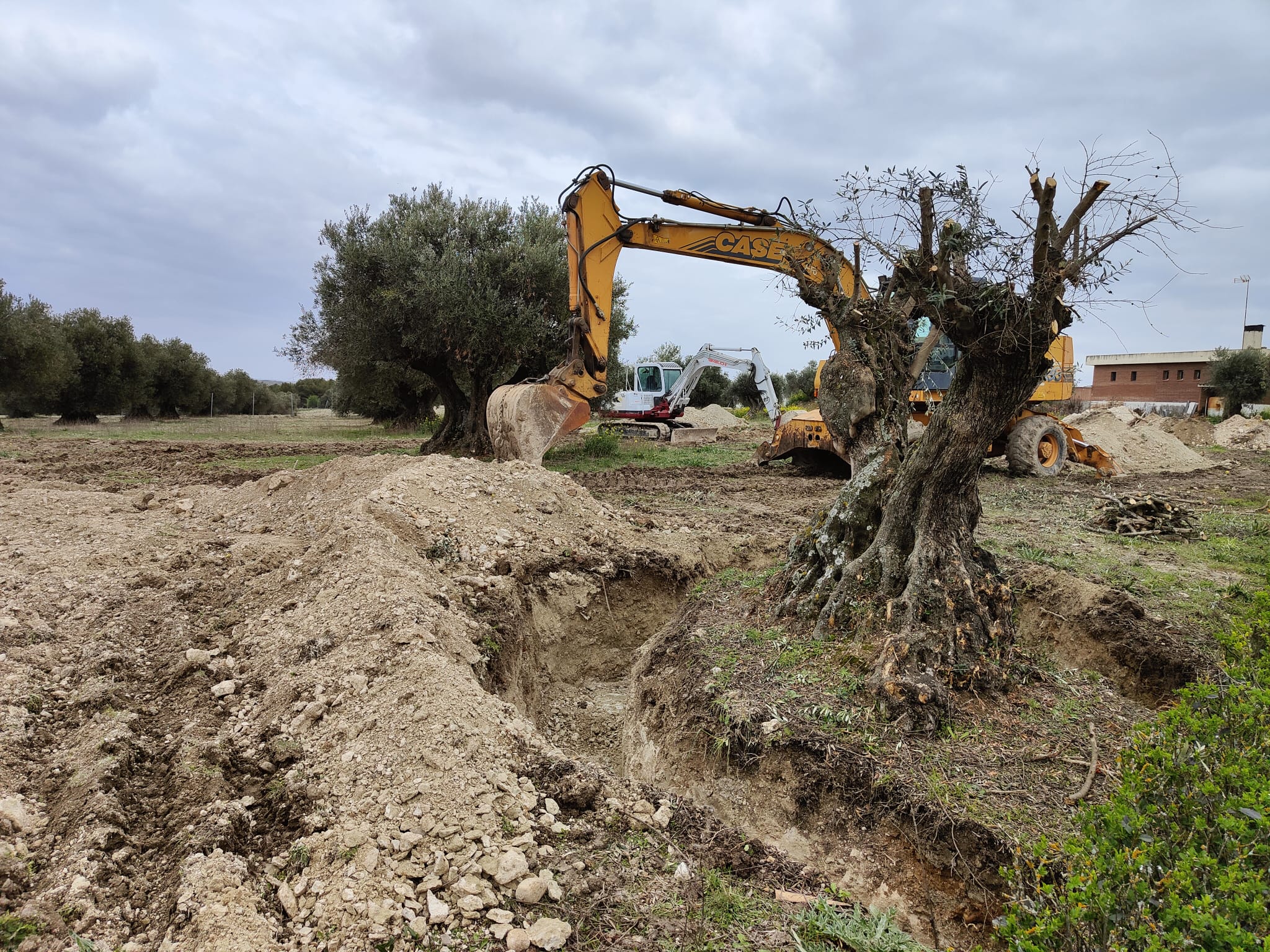 La FAPA Giner de los Ríos ha difundido los trabajos para replantar los árboles de la parcela en la que irá construido el futuro crematorio y la ampliación del cementerio de Valdemoro