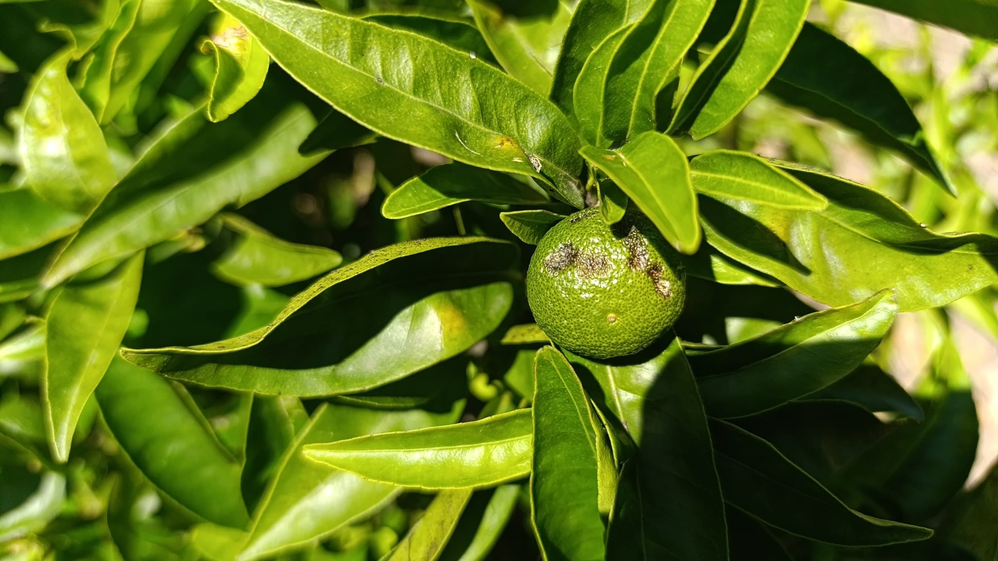 Efectos de la granizada del 12 de julio en cítricos de la Plana Baixa