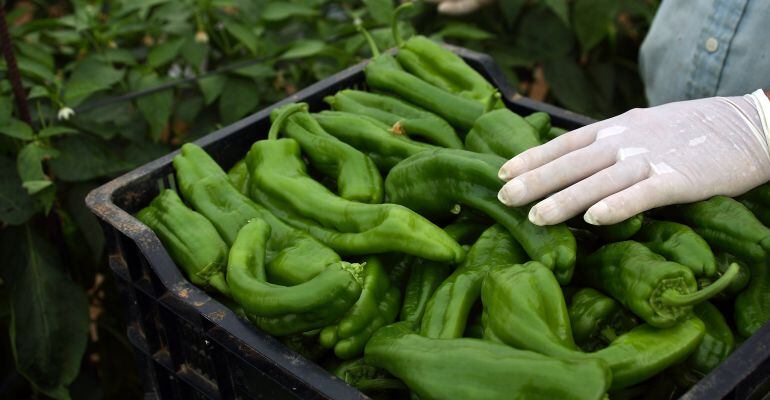 Una caja de pimientos ecológicos.