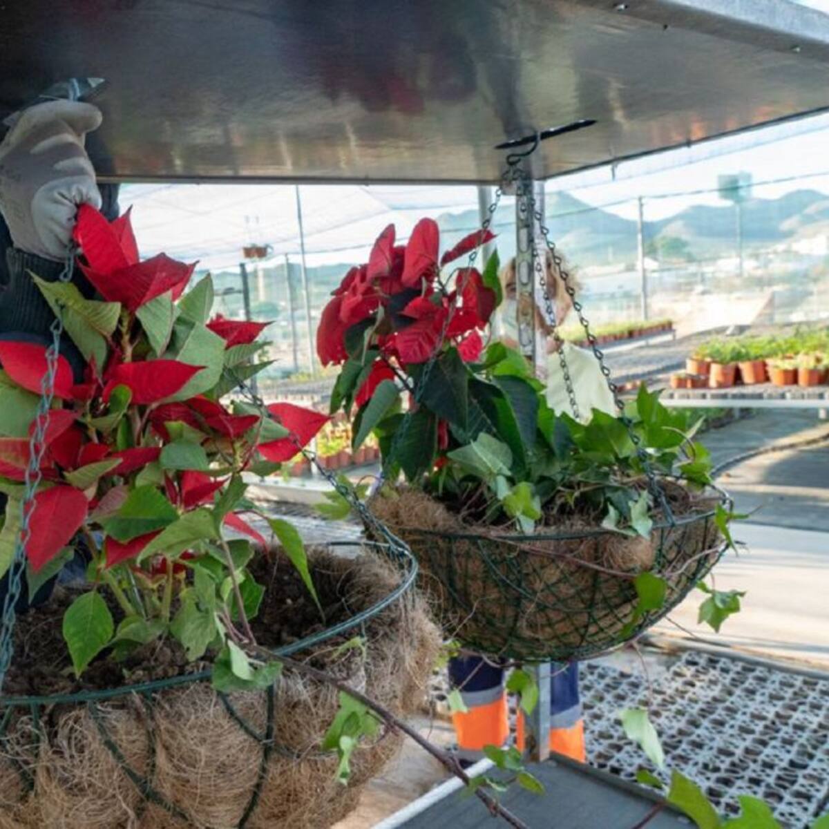 250.000 plantas del Vivero Municipal de Cartagena para embellecer los jardines en navidad