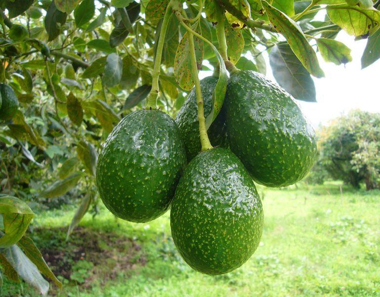 Plantación de Aguacates