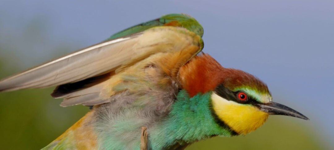 El nou documental mostra la interrelació entre l&#039;home i la natura a l&#039;Illa al llarg de les quatre estacions.