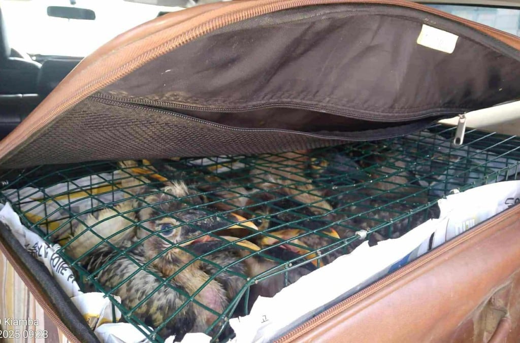 Animales decomisados por la Interpol