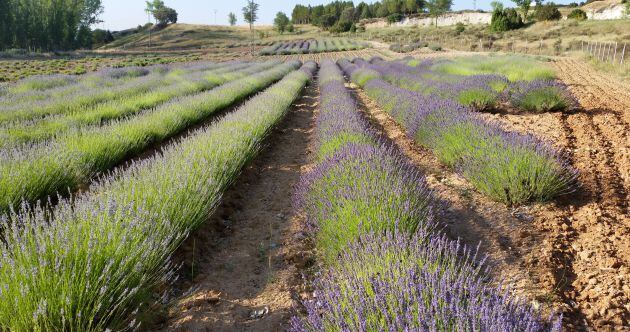 Cultivos experimentales de lavanda.