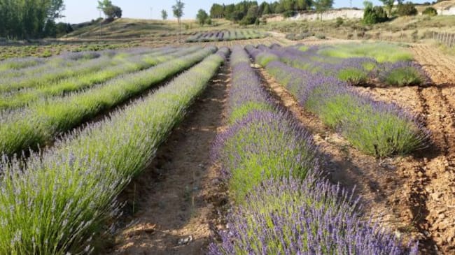 Cultivos experimentales de lavanda.