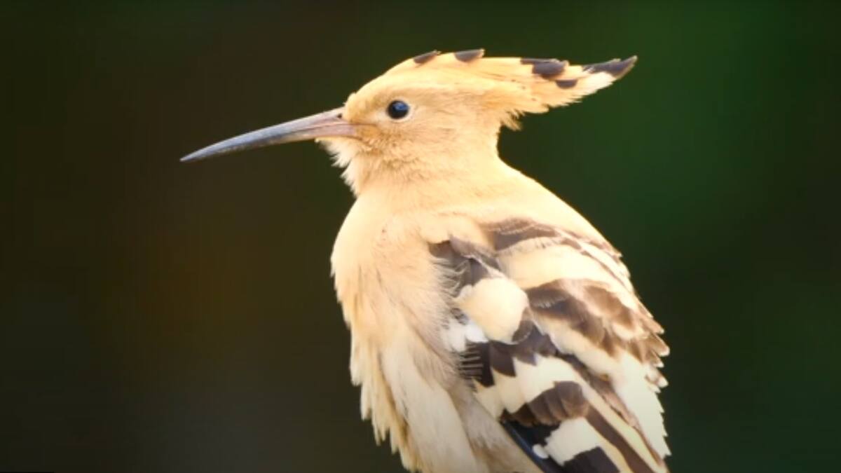 Cuatro vídeos para enseñar la fauna y la flora de la ciudad de Ávila