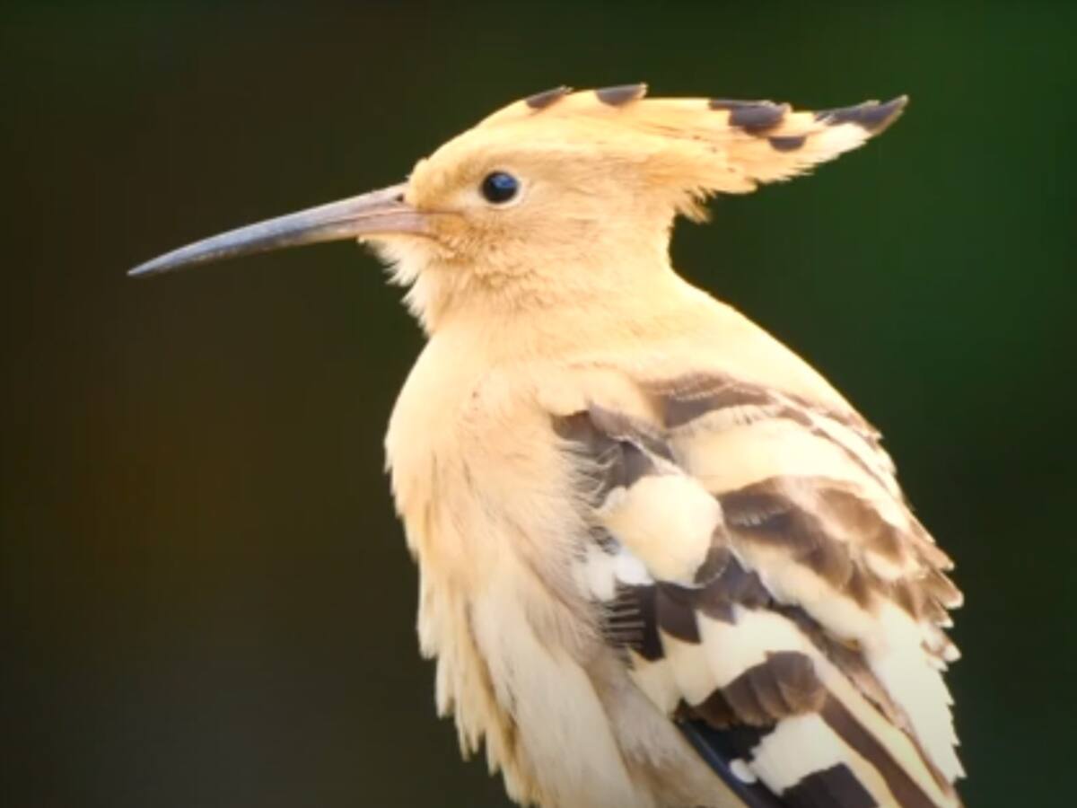 Cuatro vídeos para enseñar la fauna y la flora de la ciudad de Ávila