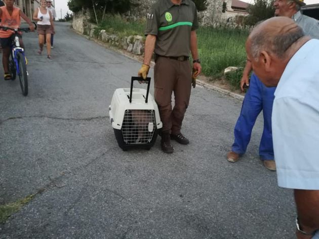 Técnico de medio ambiente de la Junta de Castilla y León trasladan el buitre