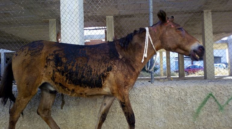 Uno de los caballos que sufrió quemaduras durante el incendio