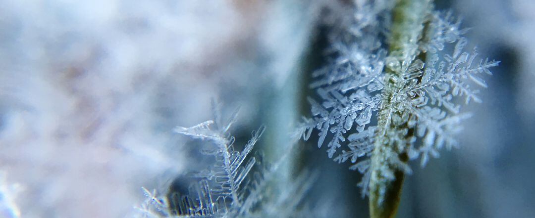 Formación de hielo en las hojas de una planta