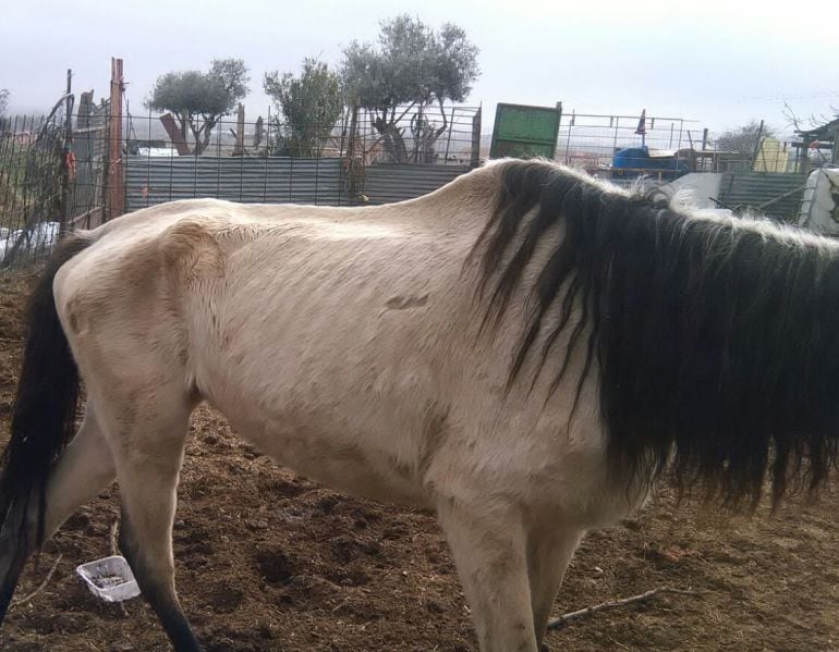 Imagen de caballos &quot;desnutridos&quot; rescatados por la Asociación daimieleña