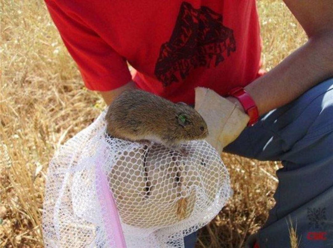 28 casos de tularemia en Palencia