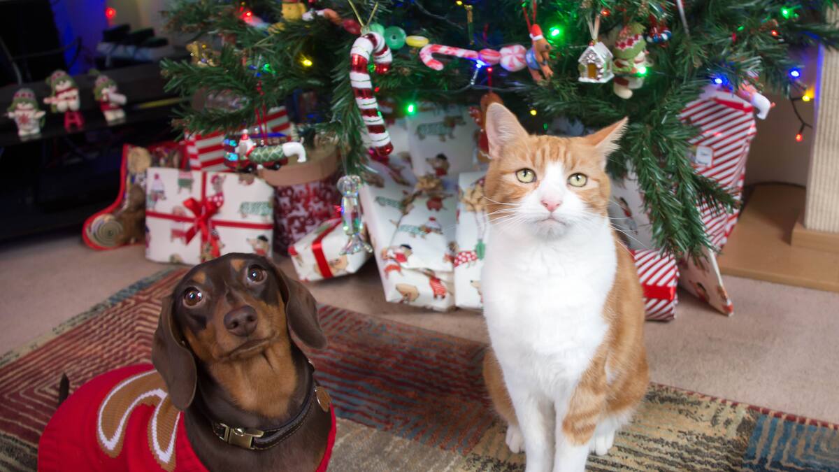 Mercedes Sánchez. Veterinaria